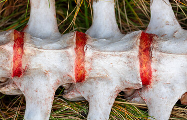 Close-up of the vertebrae of a spinal column and intervertebral discs