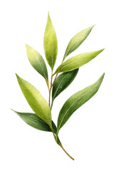 PNG A Olive leave illustration botanical plant.