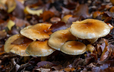 A group of Hypholoma mushrooms on the ground