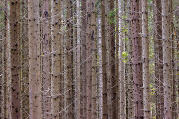 Close-up of the trunks of dense pine trees in the forest