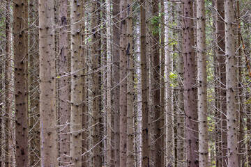 Straight tree trunks in a coniferous forest