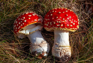 Close-up with two Amanita muscaria - Fly Agaric mushrooms on the grass