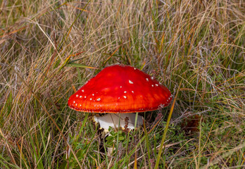 A Fly agaric mushroom - Amanita muscaria in the grass