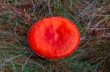 An Amanita jacksonii mushroom in the grass