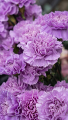 Obraz premium carnation dianthus purple for wedding flower arrangement arch