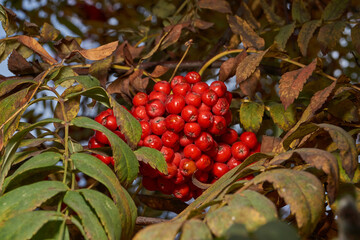 Ripe orange-red rowan berries hanging in a dense cluster among autumn foliage. Warm natural light...