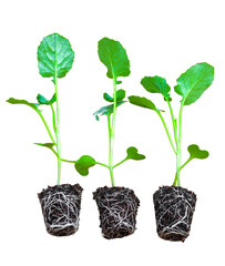 Young green seedlings of various vegetable plants growing healthy in soil, isolated on white background. Perfect for gardening, farming, organic, and nature-themed designs or ads