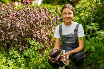 Naklejka premium A joyful gardener proudly showcases her abundant harvest of beautiful eggplants in a lush, green garden space