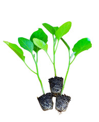 Young green seedlings of various vegetable plants growing healthy in soil, isolated on white background. Perfect for gardening, farming, organic, and nature-themed designs or ads