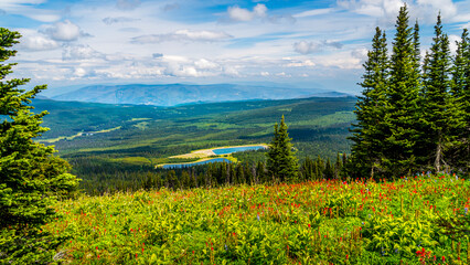 View over the Wildflowers of the Okanagen Region in British Columbia