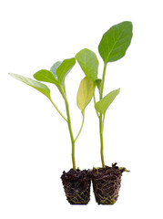 Young green seedlings of various vegetable plants growing healthy in soil, isolated on white background. Perfect for gardening, farming, organic, and nature-themed designs or ads