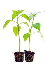 Young green seedlings of various vegetable plants growing healthy in soil, isolated on white background. Perfect for gardening, farming, organic, and nature-themed designs or ads