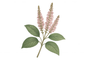 Pink flowering plant botanical drawing with green leaves on transparent background, vintage scientific illustration