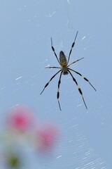 Spider On Web Against Clear Blue Sky With Delicate Silk Pattern And Striking Orange Markings