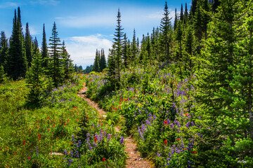 Fototapeta premium Hiking through the Wildflowers on Tod Mountain - 1