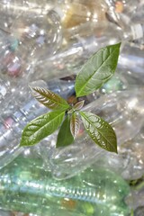 A tiny plant seedling rises from soil, framed by clear plastic bottles.