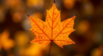 Fototapeta premium Autumn maple leaf with vibrant orange and red tones, realistic texture and shadow