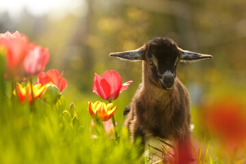 Young goat kid standing among blooming tulips in spring sunlight, symbol of nature and new life