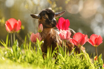 Young goat kid standing among blooming tulips in spring sunlight, symbol of nature and new life
