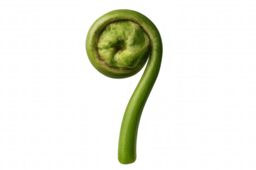 Fiddlehead fern unfurling, showing spiral pattern of new growth, fresh green plant on transparent background
