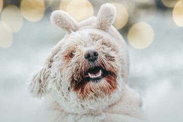 A cheerful white Pumi dog wearing a soft winter outfit with ears, standing in front of a bright snowy background and warm festive bokeh lights, creating a joyful Christmas atmosphere.