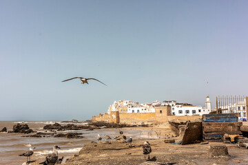 Authentic coastal view of Essaouira, Morocco, with seagulls, city walls, and white houses by the Atlantic Ocean