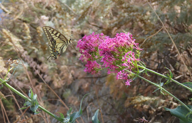Butterflies on pink flowers, Sicily, Italy, summer