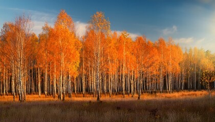 Fototapeta premium Orange Birch Grove