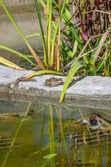 Petite grenouille au bord du bassin