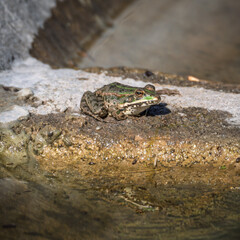 Petite grenouille au bord du bassin