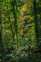 Magie de la lumière au cœur des bois