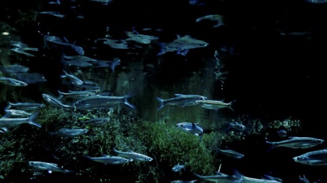 Shoal of Three-lined or Scissortail Rasbora (Rasbora trilineata) swimming chaotically near water surface against green algae on background. Schooling fish in dimly lit freshwater pond. Still camera.