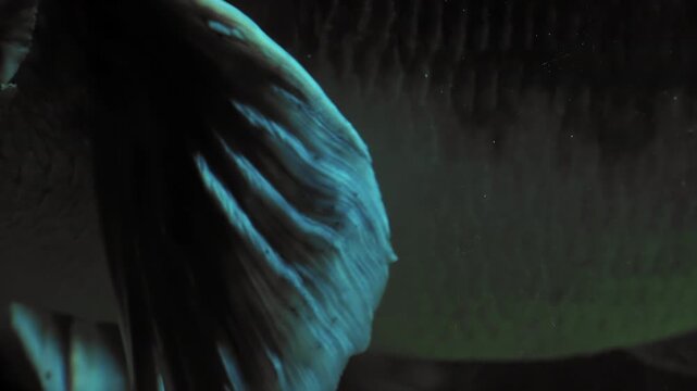 Close-up of Giant Snakehead's pectoral fin (Channa micropeltes) flapping in dark