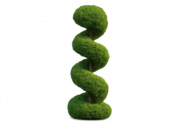 Spiral topiary bush creating a decorative garden element, with green sculpted foliage on a transparent background
