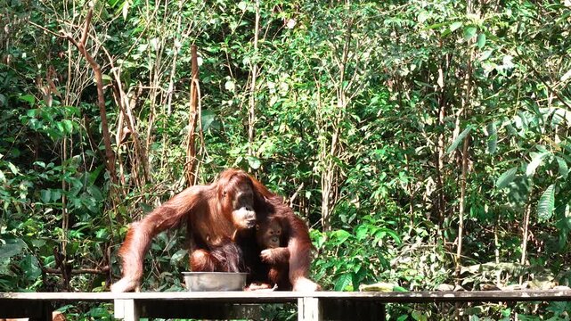 Female Borneon orangutan Pongo pygmaeus drinking milk at the feeding point with her child. Tanjung Puting National park, Indonesia