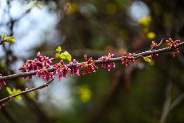 Tree Branch with Pink Buds and Green Leaves