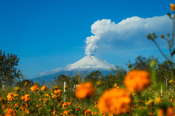 Majestic snowy Popocatépetl volcano erupting over a field of vibrant orange marigold cempasúchil flowers under the intense blue sky of Mexico.
