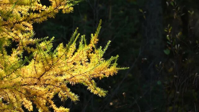 Close-up of yellow autumn colored larch tamarack trees branches moving in the wind with a dark background
