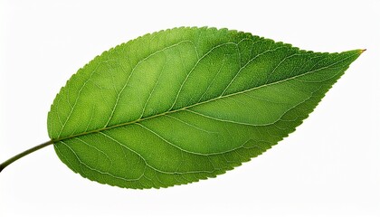 Close Up Of Green Textured Leaf Isolated On Transparent Background Apple Leaf
