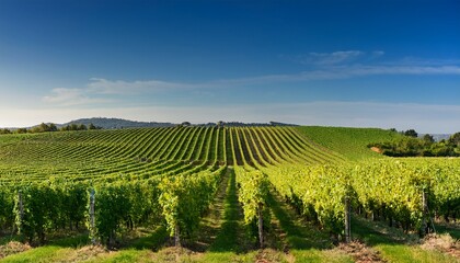 Green Field With Rows Of Vines For Harvesting Ripe Grapes For The Production Of Fine Wines Generative Ai