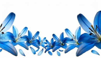 Border Of Flying Blue Lily Flowers And Petals Isolated