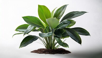 Isolated Png Cutout Of A Plant On A Transparent Background Ideal For Photobashing Matte Painting Concept Art