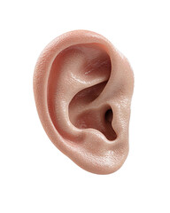 Fototapeta premium Realistic human ear close-up with natural skin texture and smooth edges, detailed anatomy, isolated on transparent background. 