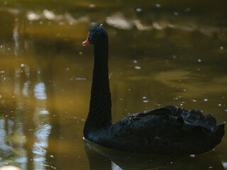 graceful black swan reflection on water surface