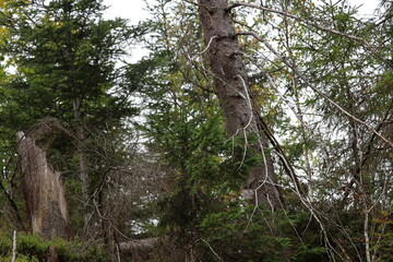 Fototapeta premium Forest Landscape with Fallen Tree and Tall Tree Trunk