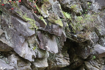 Green Moss on Rocky Cliff with Red Rowan Berries