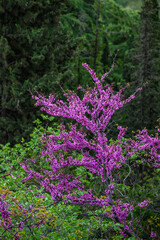 Obraz premium Vibrant pink flowering tree in lush greenery