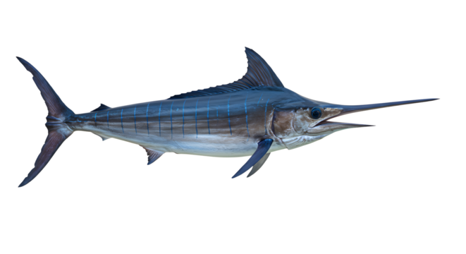 Blue marlin fish isolated on white background showing side profile, marine life and ocean predator perfect for educational and wildlife projects