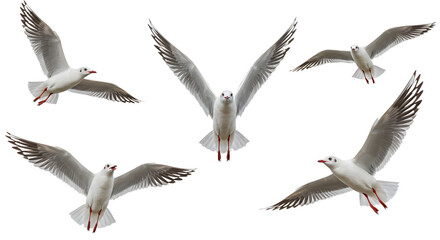 Fototapeta premium Five seagulls in mid-flight isolated on white background, perfect for wildlife and nature projects