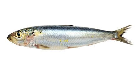 Naklejka premium Fresh whole sardine fish isolated on white background perfect for seafood recipes and culinary uses